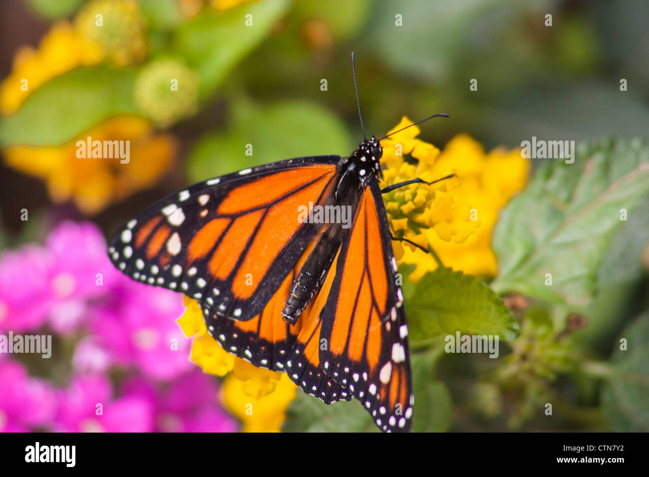Polinizacion de mariposas fotografías e imágenes de alta resolución Alamy