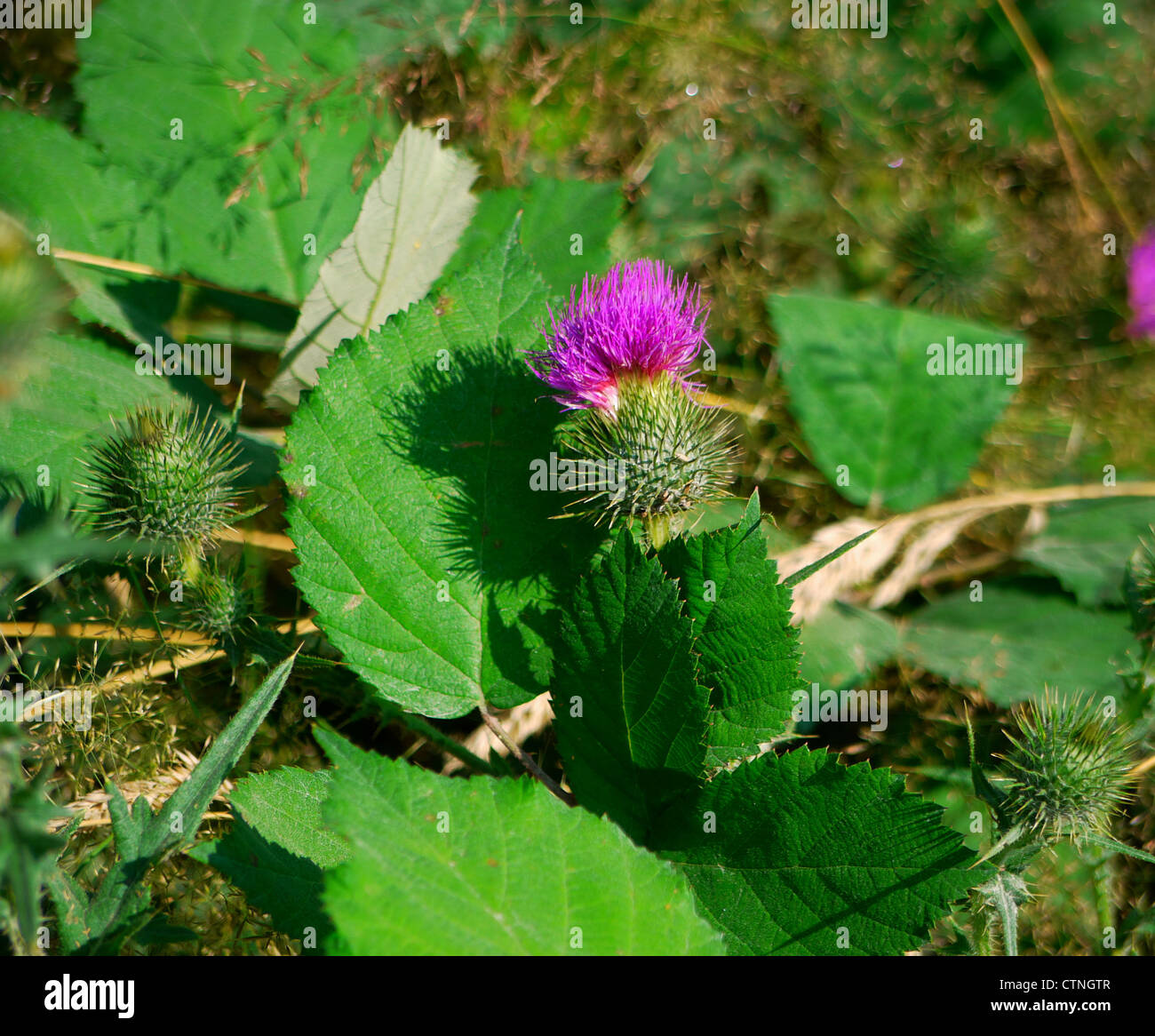 Cardo escocés salvaje Foto de stock