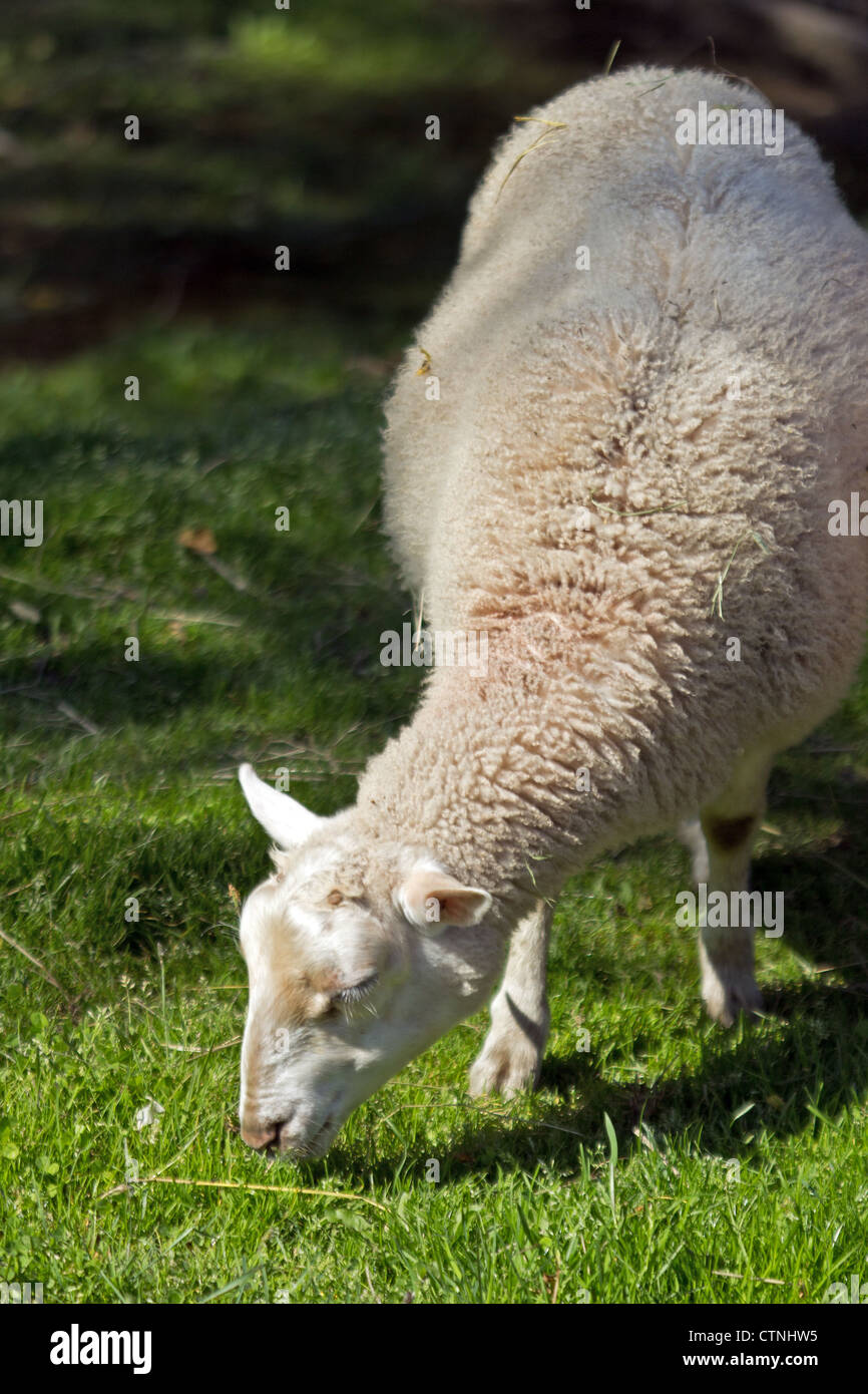 Oveja joven comiendo pasto en un prado. Foto de stock