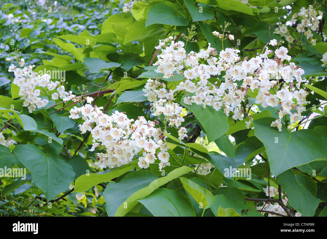 India Árbol Catalpa bignonioides Bean blossom Foto de stock