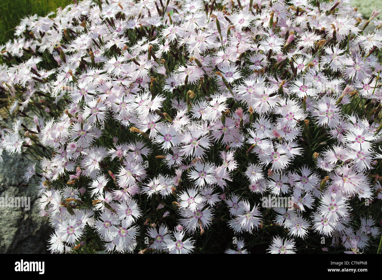 Blanco Flores de clavel Dianthus plumarius Foto de stock