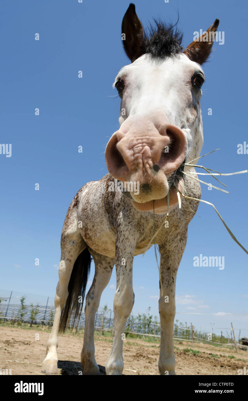 Primer plano de un caballo que come heno Foto de stock