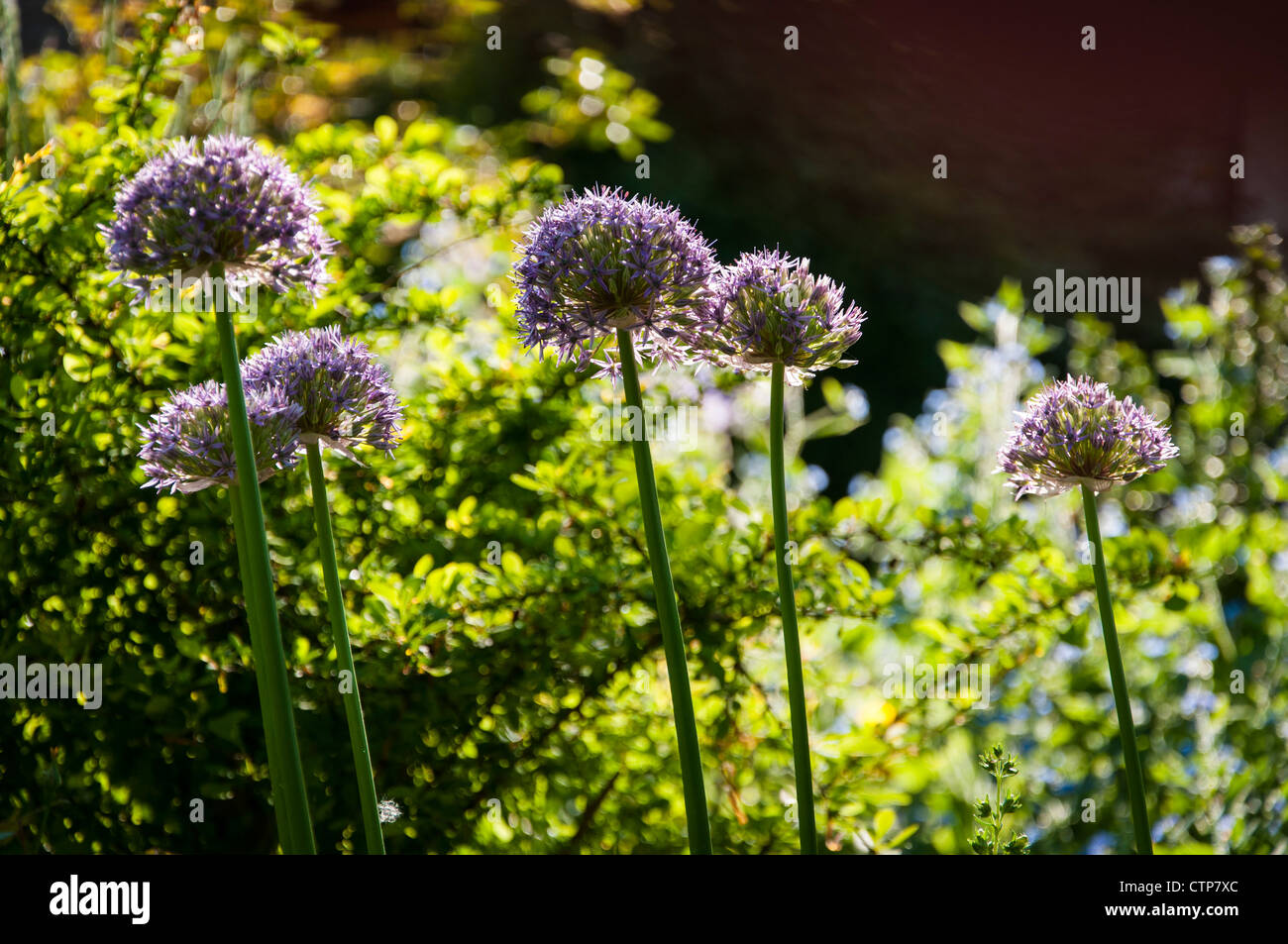 Alliums en un jardín campestre inglés Foto de stock