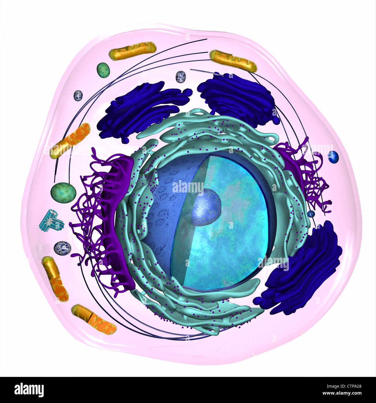 Modelo 3D de una célula eucariota Foto de stock