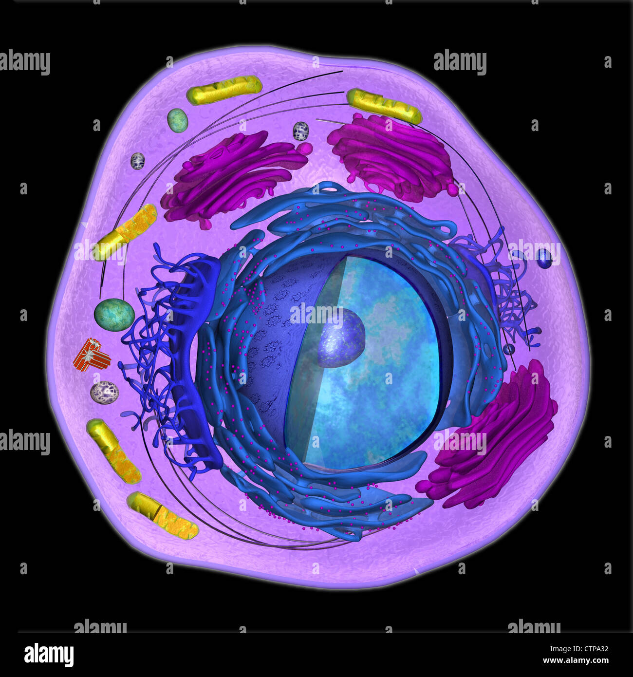 Modelo 3D de una célula eucariota Foto de stock
