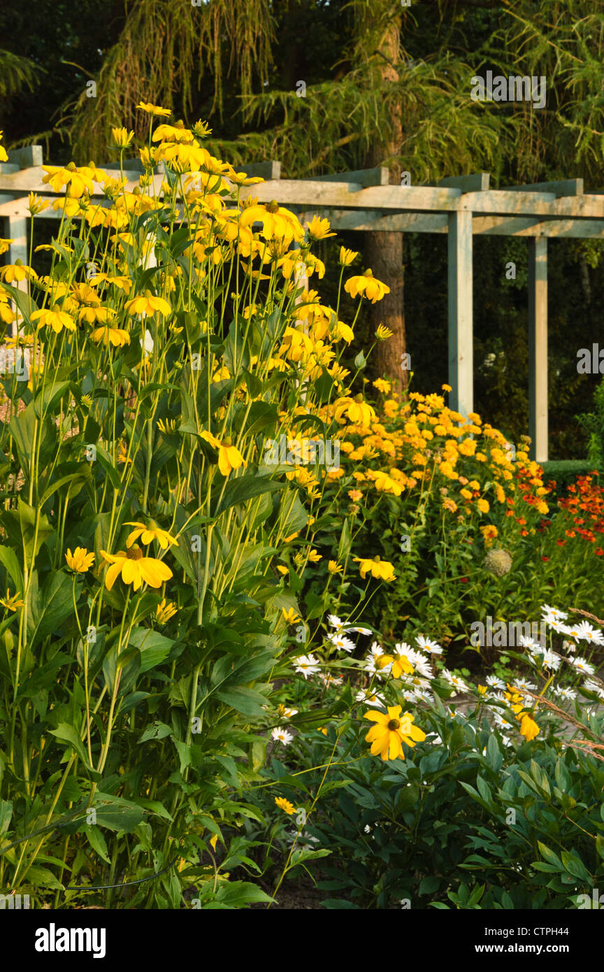 Cono brillante flor (rudbeckia nitida) Foto de stock
