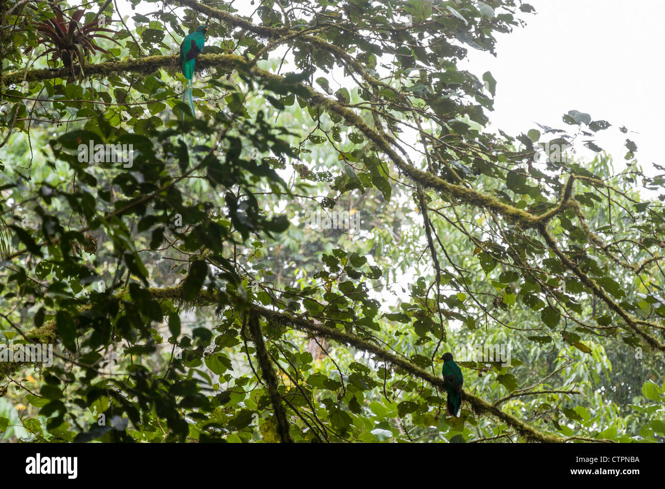 Quetzal (Pharomachrus mocinno) apareamiento bajo par en la pista mono en Boquete, Tierras Altas de Chiriquí, Panamá. Foto de stock