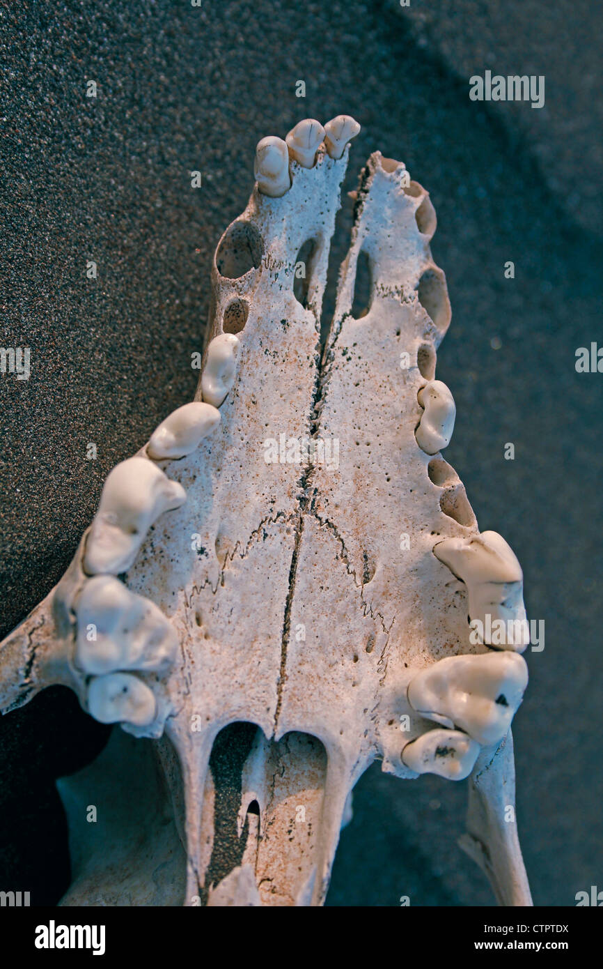Cráneo de un perro doméstico en la arena a orillas del mar Foto de stock