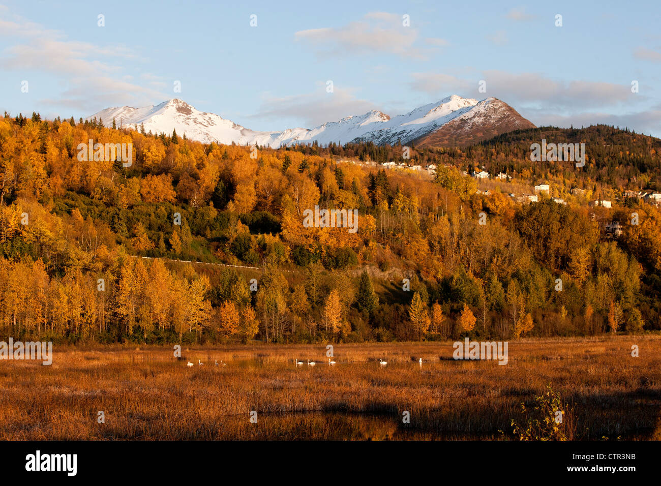 Vista de montañas Chugach, Anchorage ladera y trompetista cisnes Potter Marsh, Southcentral Alaska, Otoño Foto de stock
