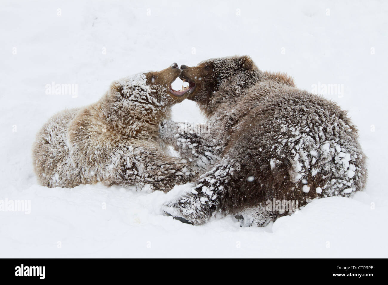 Cautivo: jóvenes mujeres hombres osos pardos juegan juntos en la nieve Centro de Conservación de la vida silvestre de Alaska Alaska Southcentral invierno Foto de stock