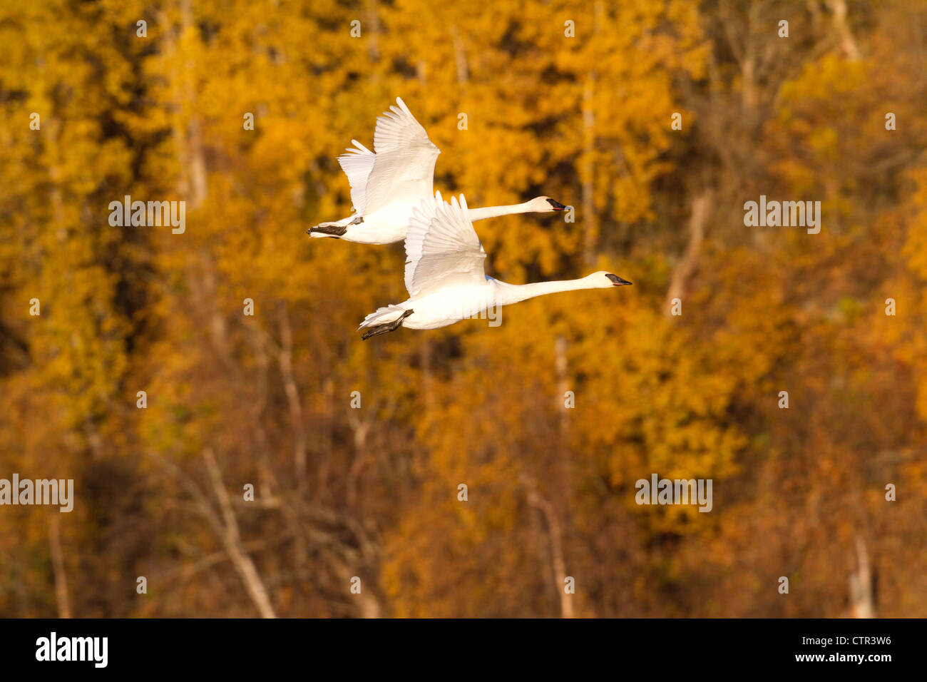 Trompetista dos cisnes en vuelo sobre Potter Marsh, Anchorage, Alaska, Southcentral Otoño Foto de stock