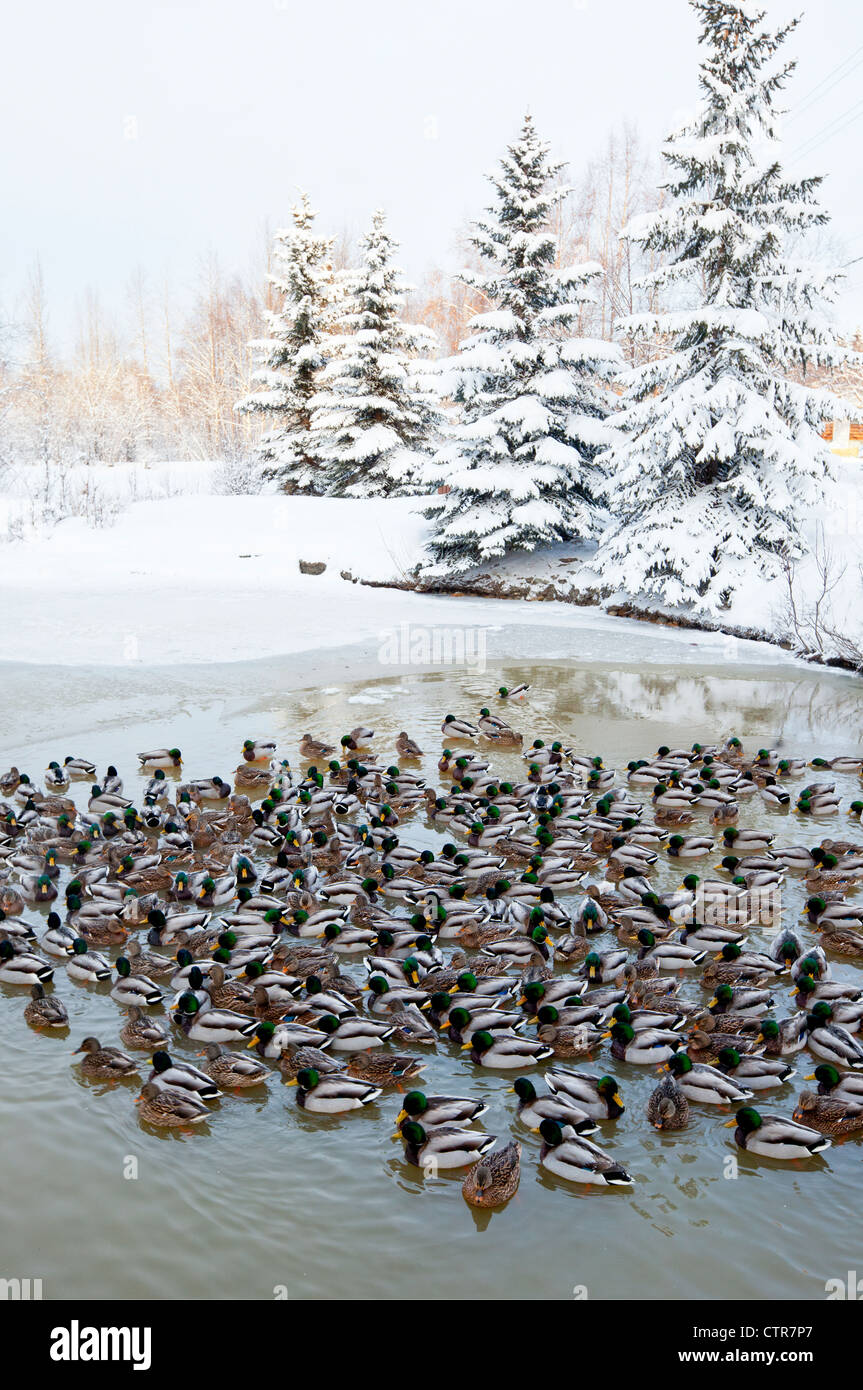 Una gran bandada de patos en un estanque en Anchorage, Alaska, Southcentral invierno Foto de stock