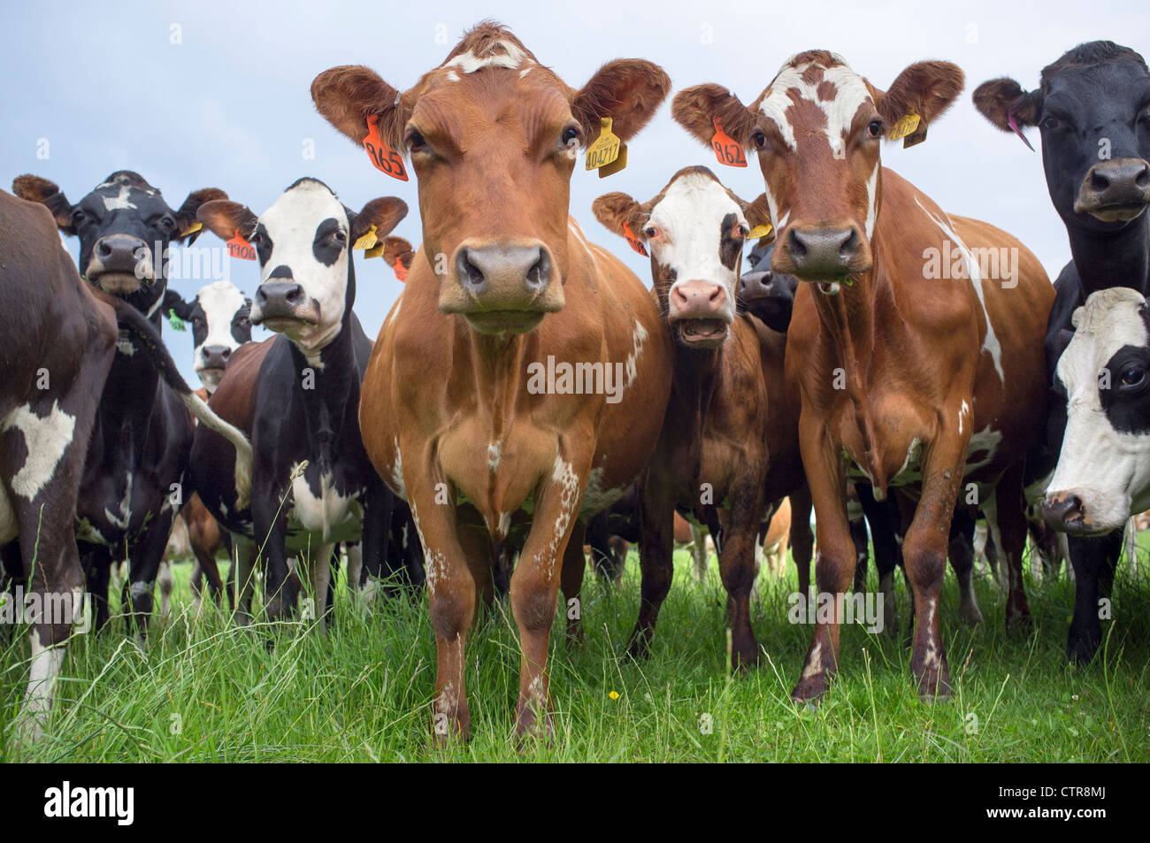 Las vacas en el campo mirando a la cámara Foto de stock