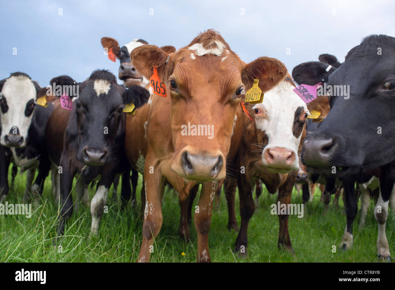 Vacas en el campo Foto de stock