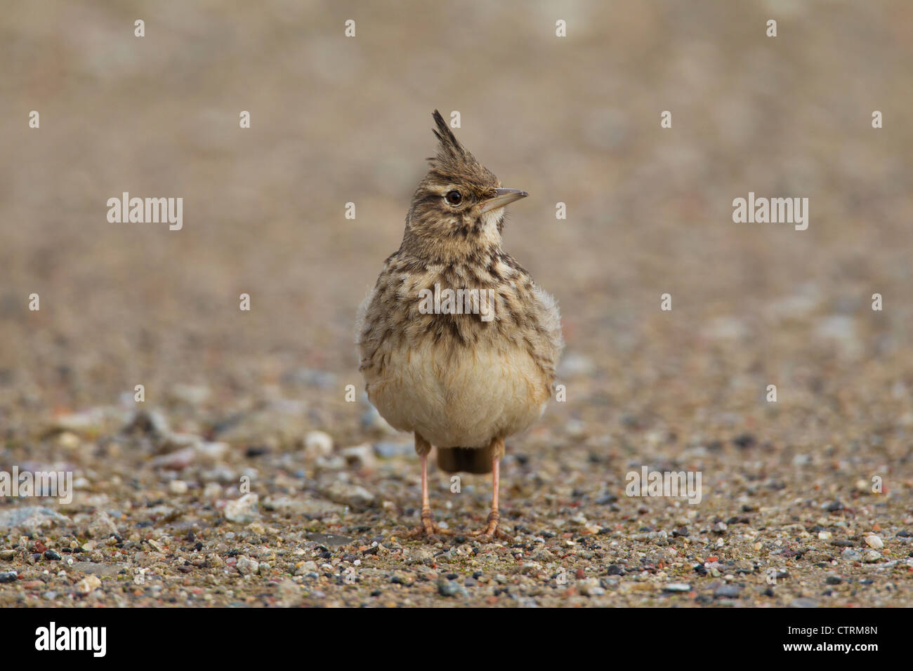 Crested lark (Galerida cristata) hombres sentados en el suelo, Alemania Foto de stock