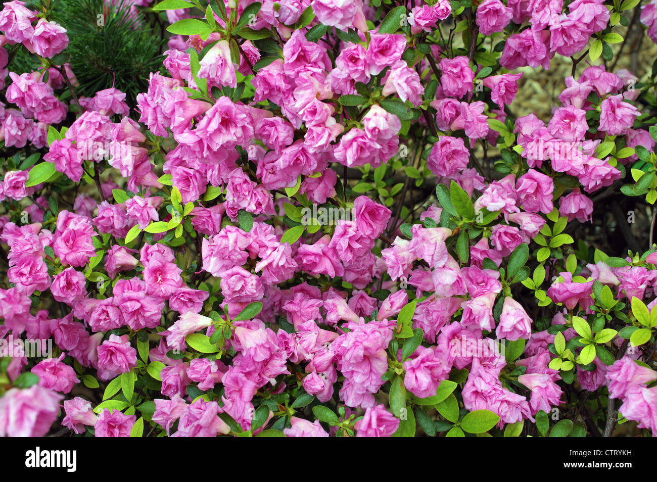 Rhododendron "rosebud" flor rosa Foto de stock