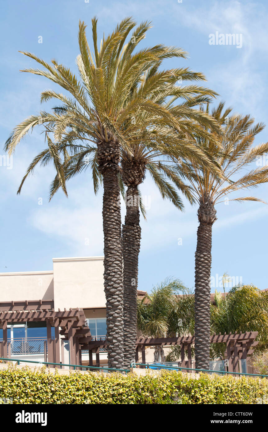 Casa de lujo y palmera en California Foto de stock