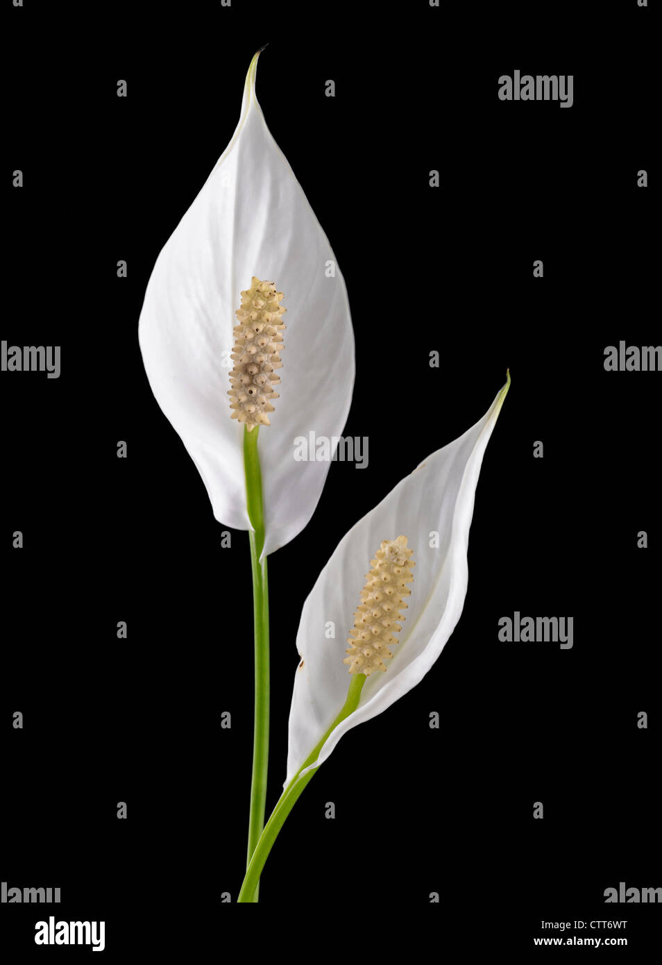 Spathiphyllum wallisii, Espatifilo, brácteas sobre flores blancas sobre un fondo negro. Foto de stock