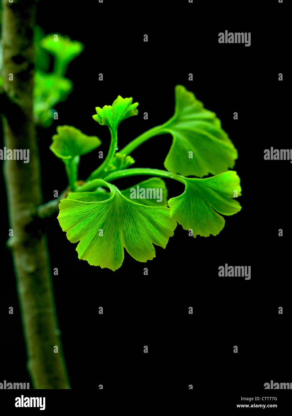 Gingko biloba ginkgo, Maidenhair tree, verde, negro. Foto de stock