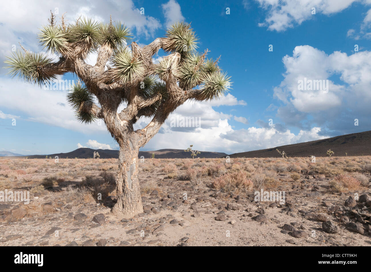 Yucca brevifolia, Joshua Tree, de color marrón. Foto de stock