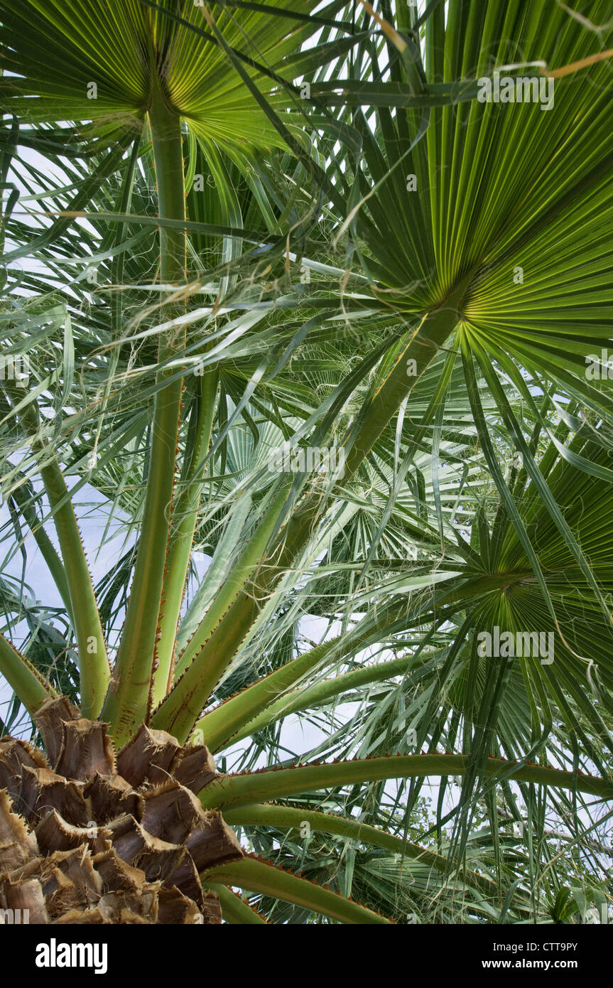 Washingtonia filifera, Palm, Palm, ventilador del desierto verde. Foto de stock