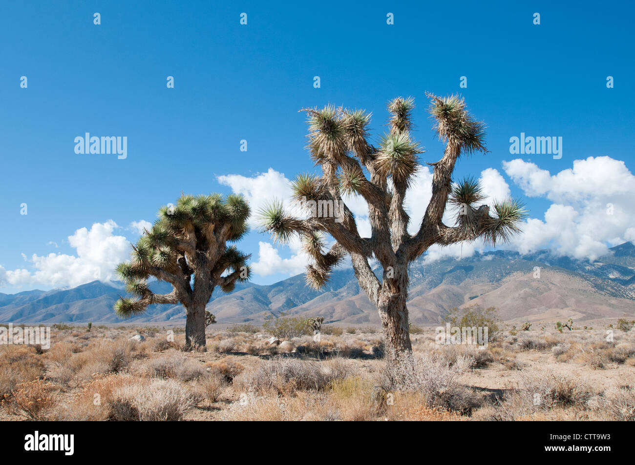 Yucca brevifolia, Joshua Tree, Verde. Foto de stock