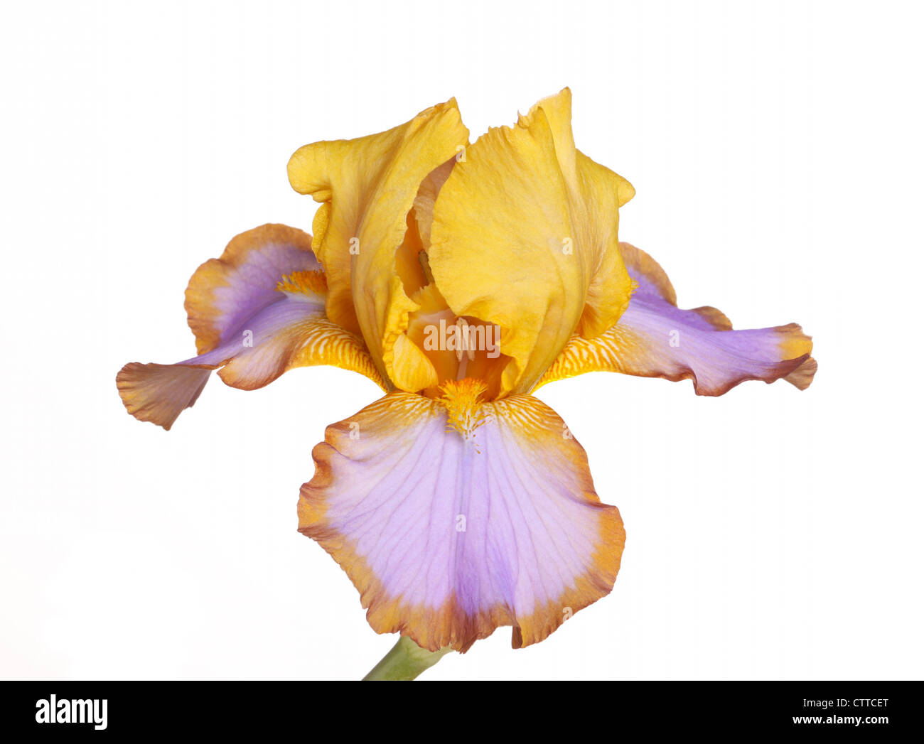 Solo amarillo, marrón y flor morada de quebrantahuesos (Iris germanica)  cultivar aisladas lazo marrón sobre un fondo blanco Fotografía de stock -  Alamy