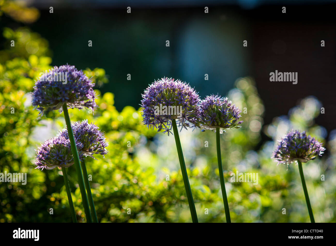 Alliums en un jardín campestre inglés Foto de stock