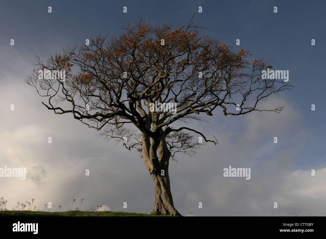 Un árbol haya en invierno con russet hojas marrones y cielo nublado , Stackallan, Slane, Condado de Meath, Irlanda Foto de stock