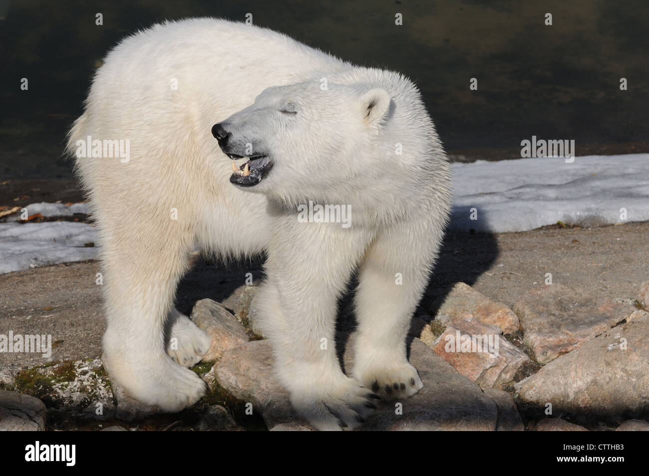 El oso polar, el Ursus maritimus, el Círculo Polar Ártico, Finlandia, Europa Foto de stock