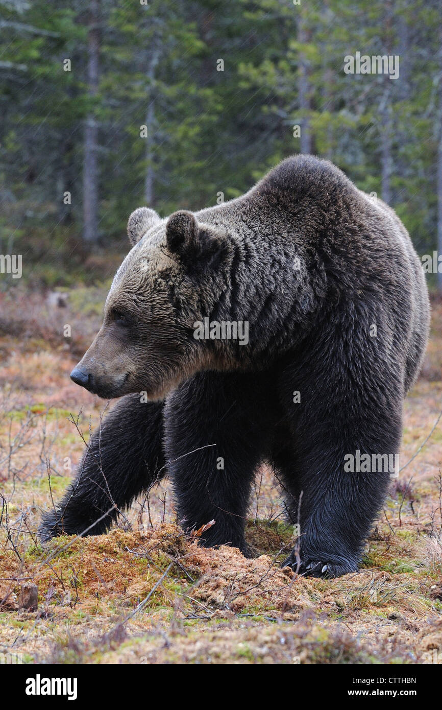 retrato de un oso marrón finlandés, Karelia, Finlandia Foto de stock
