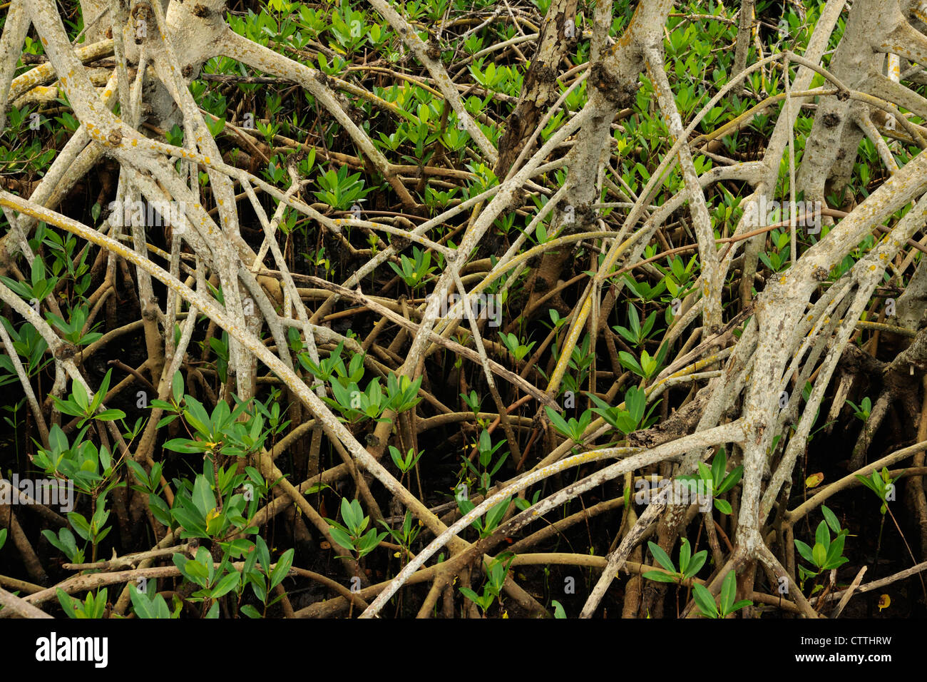 El mangle rojo (Rhizophora mangle) de tallos y raíces, Ding Darling NWR, Sanibel Island, Florida, EE.UU. Foto de stock