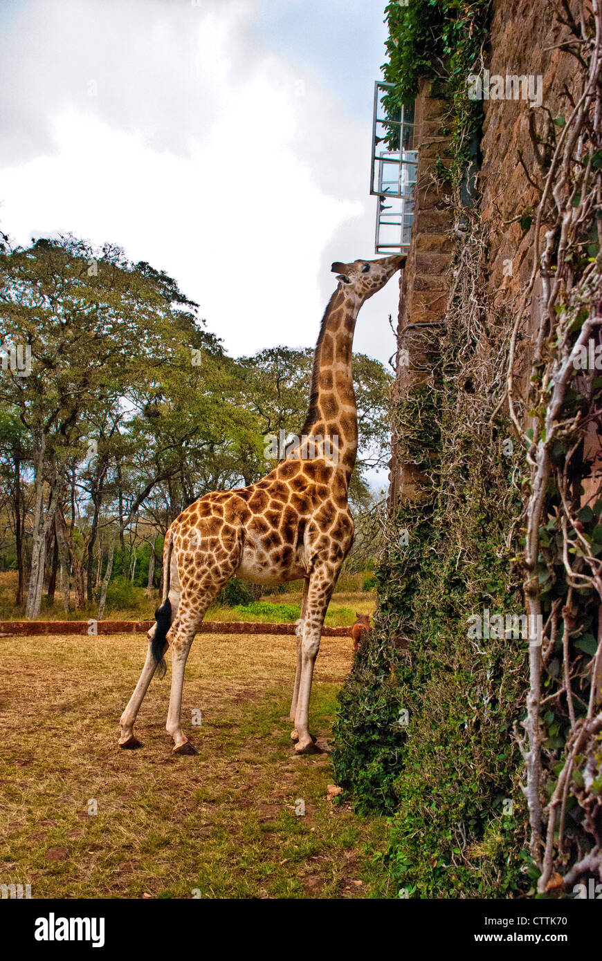 Rothschild o Baringo jirafas, Giraffa camelopardalis Rothschild, siendo alimentados en una ventana de Giraffe Manor, Nairobi, Kenya, Africa. Foto de stock