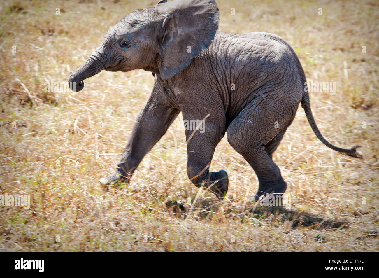 Solitario en la pantorrilla, el Elefante Africano Loxodonta africana, Reserva Nacional de Masai Mara, Kenya, Africa. Foto de stock