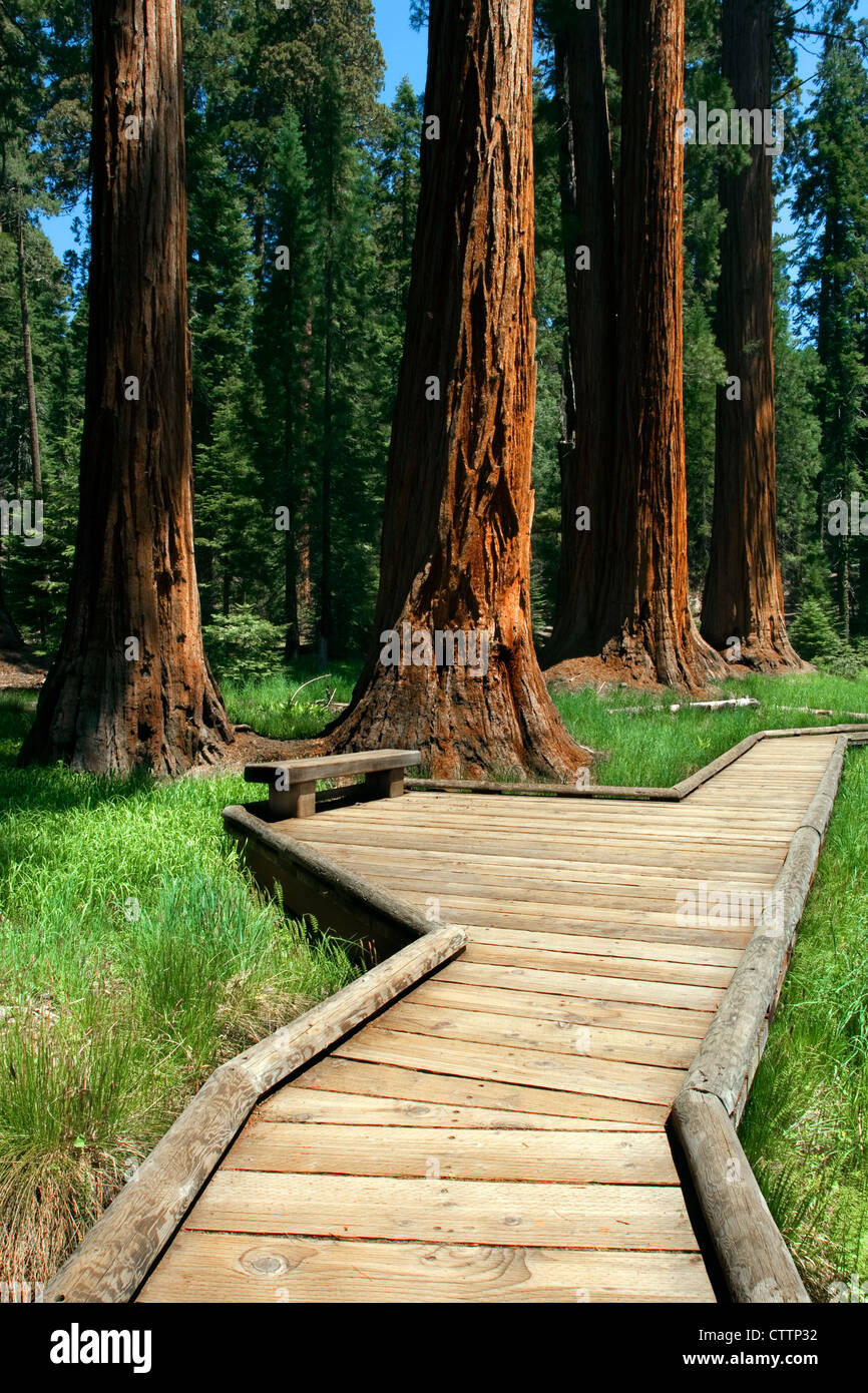 Sendero de árboles grandes Foto de stock