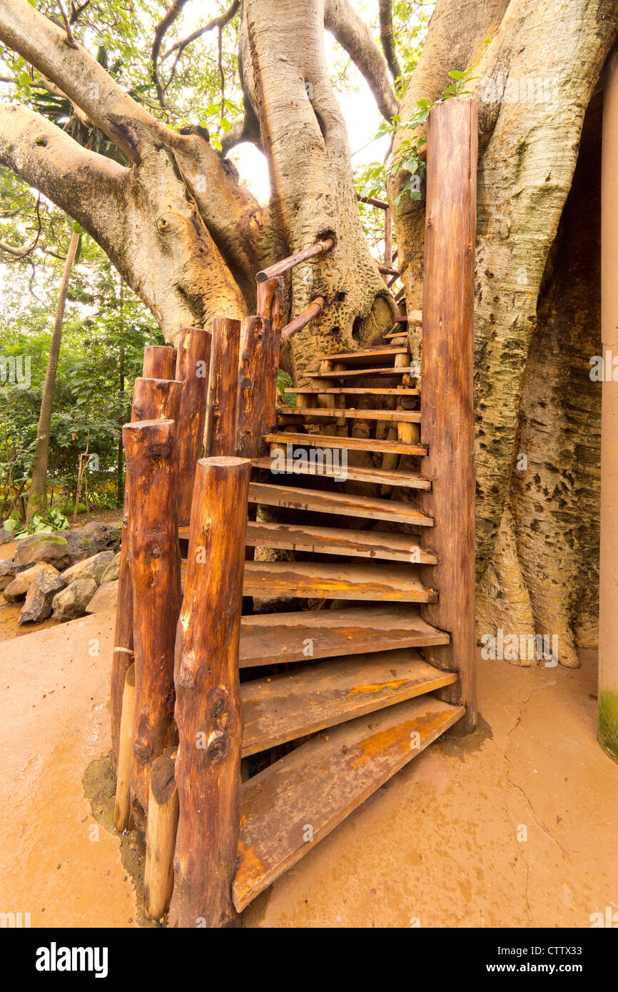 Escalera de madera en espiral en una casa en el árbol Foto de stock