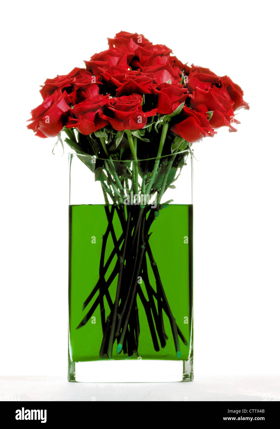 Rosas rojas en agua verde - Rote Rosen en grünem Blumenwasser en Glasvase, Freisteller Foto de stock