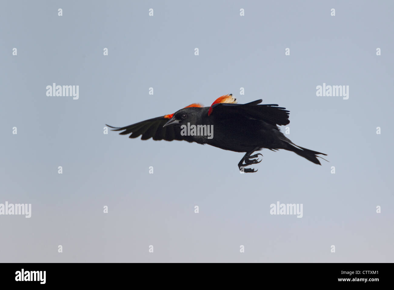 Red-winged Blackbird - macho mostrar vuelo phoenicus Agelaius South Padre Island, Texas, EE.UU BI022539 Foto de stock