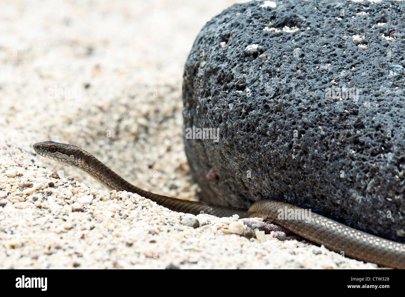 Una serpiente de Galápagos (Alsophis dorsalis), contra una roca de lava y arena, el Parque Nacional de las Islas Galápagos, la Isla Seymour Norte, Galápagos, Ecuador Foto de stock