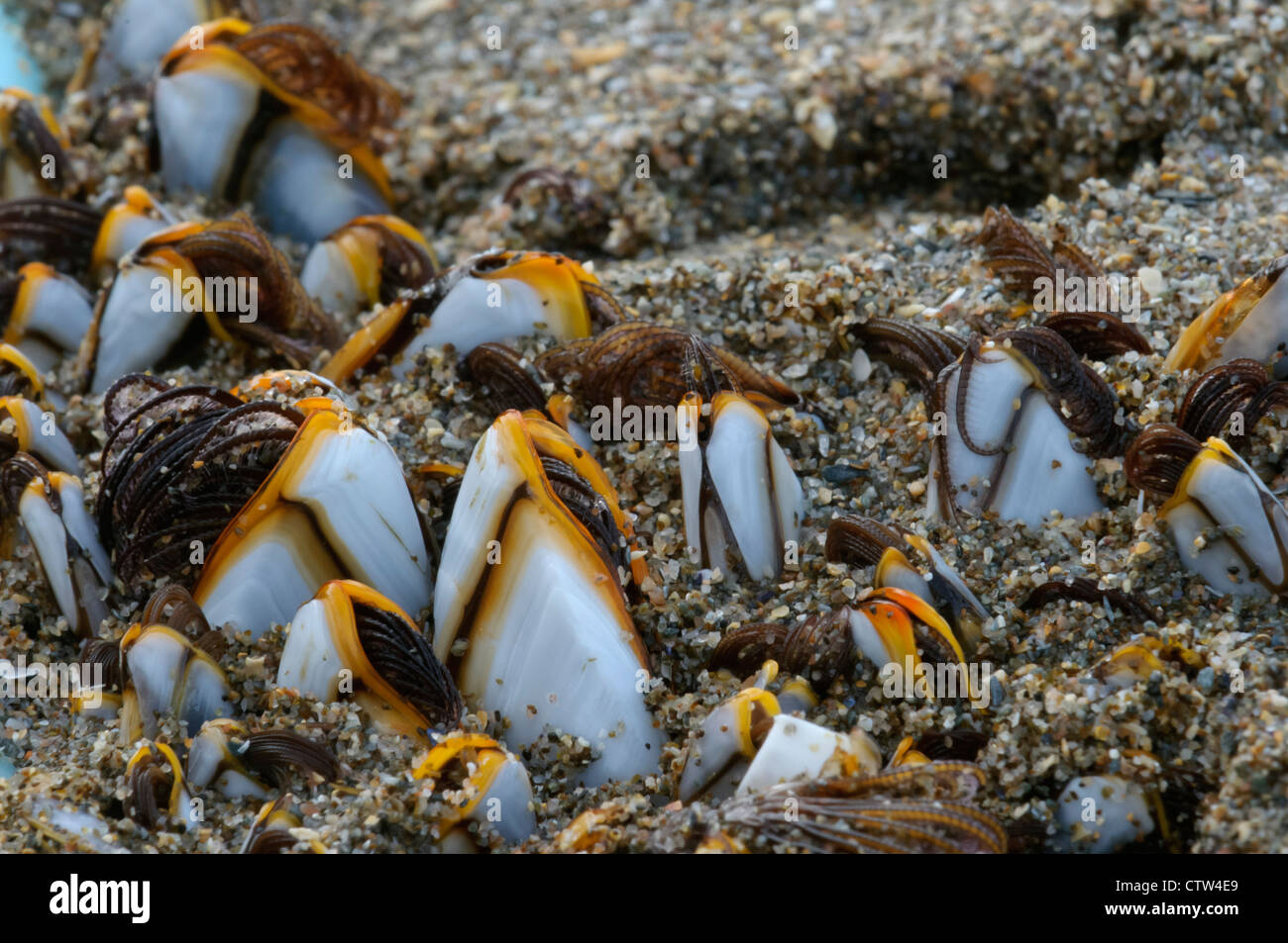 Percebes (Lepas antifera) encontrado en Driftwood en una playa de Las Islas Shetland. La isla de Unst, Shetland Isles. De junio. Foto de stock