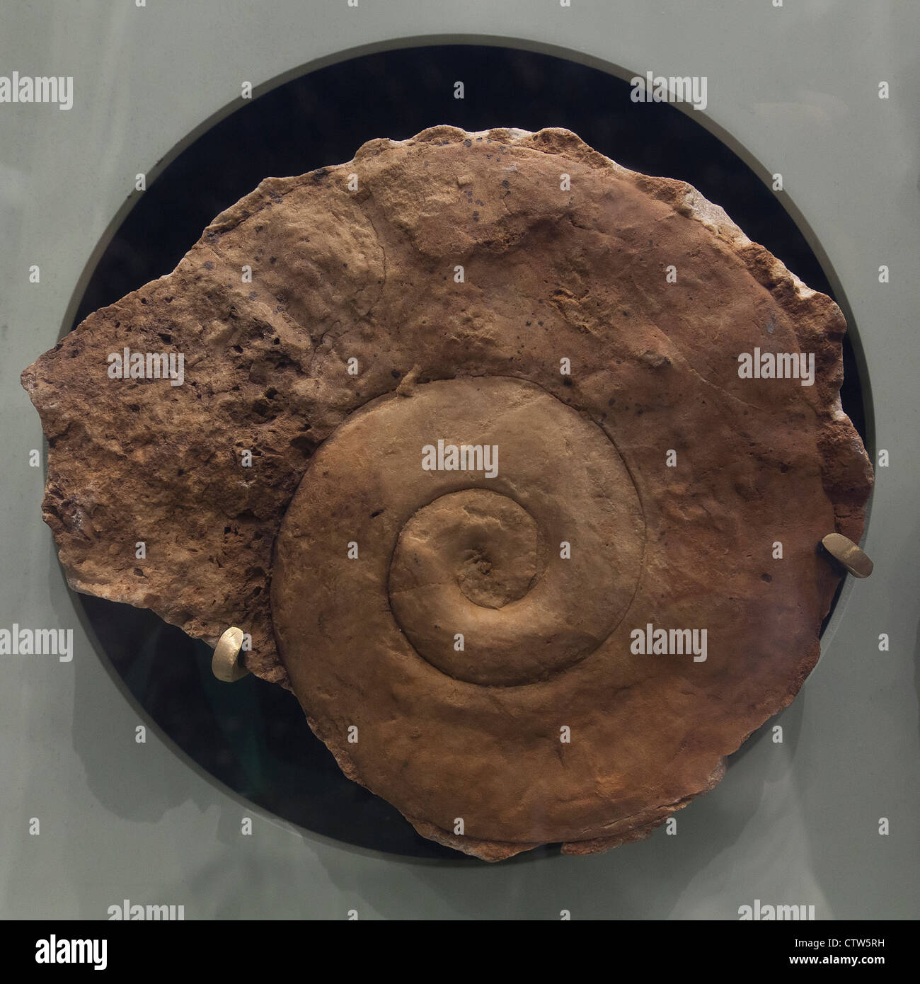 Maclurina manitobensis fósiles de ammonites - periodo Ordovícico tardío Foto de stock