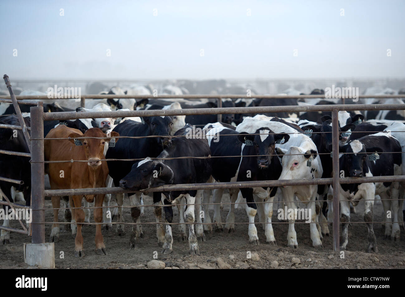 30.000 bovinos en el Rocky Ford Feedyard en Colorado Rocky Ford