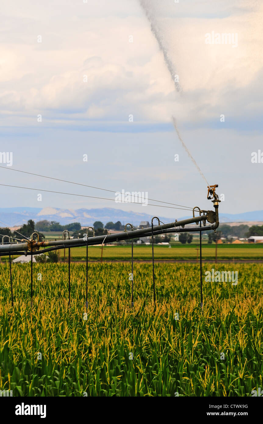 Sistema de riego de pivote central regar un campo de maíz en el centro de Colorado Foto de stock