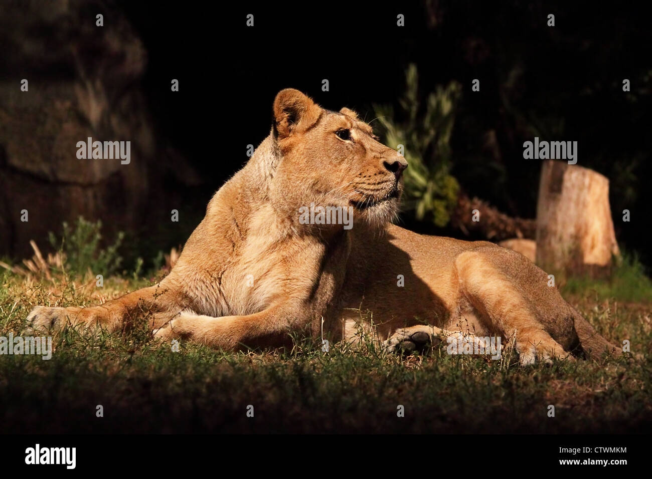 Una leona (Pantera Leo) mentir está descansando, mirando alrededor Foto de stock