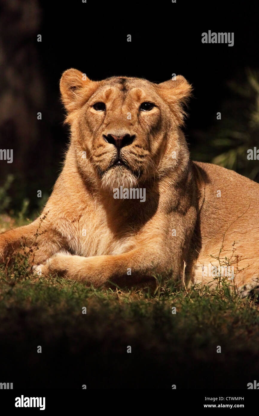 Una leona (Pantera Leo) mentir está descansando, mirando alrededor Foto de stock