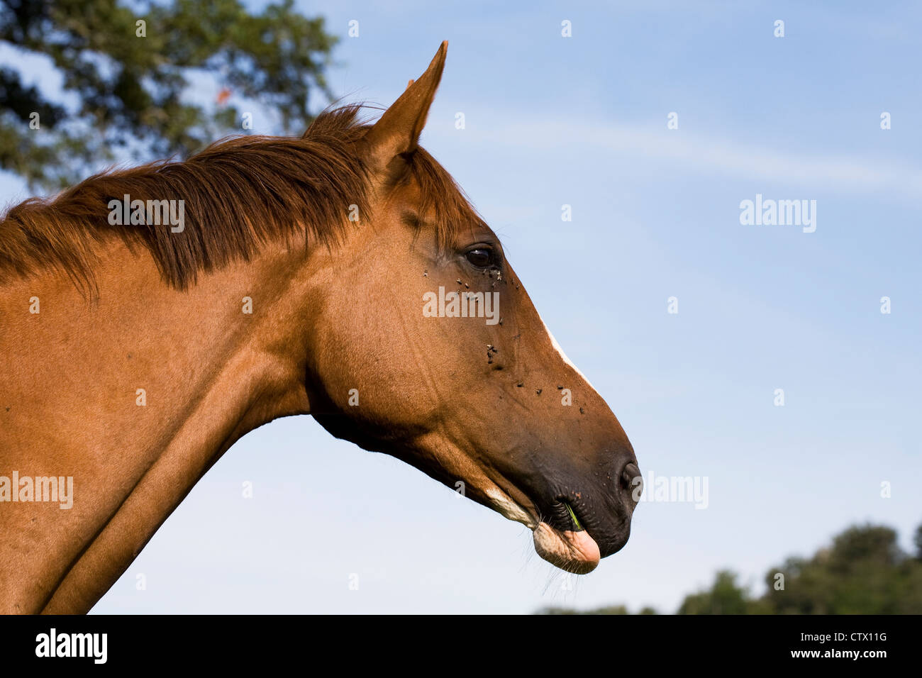 Equus ferus caballus. Retrato de un castaño, cabeza de caballo de pura sangre. Foto de stock