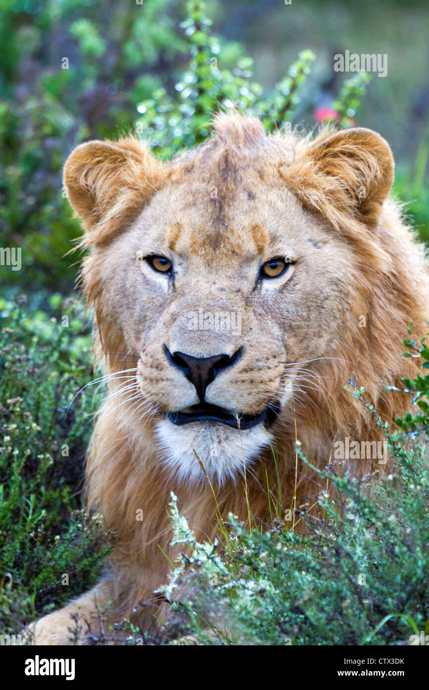 Close-up de un león macho juvenil, Eastern Cape, Sudáfrica Foto de stock