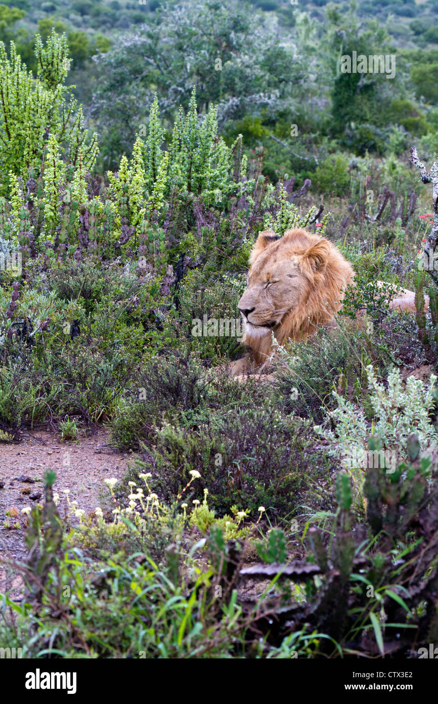 Macho joven león dormitando en una mañana lluviosa en Eastern Cape, Sudáfrica Foto de stock
