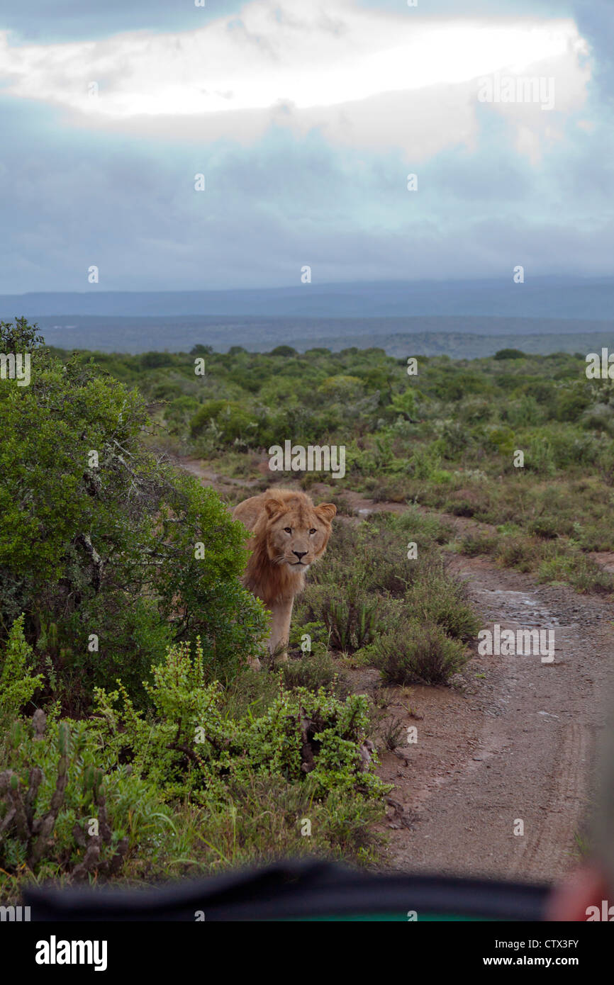 Curioso menores masculinos león, Eastern Cape, Sudáfrica Foto de stock