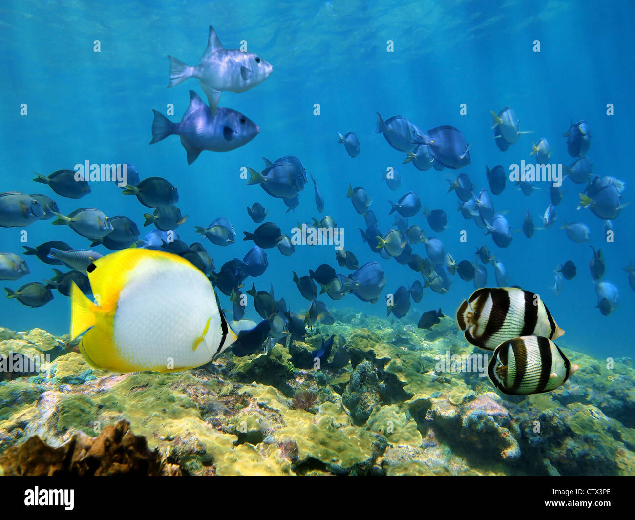Escuela de peces tropicales bajo el agua, en el mar Caribe, Costa Rica Foto de stock